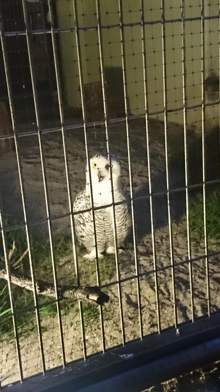 夜の動物園